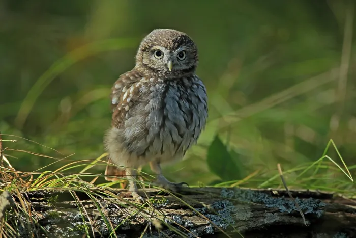 Framed Print : Pygmy Owl (Glaucidium passerinum)