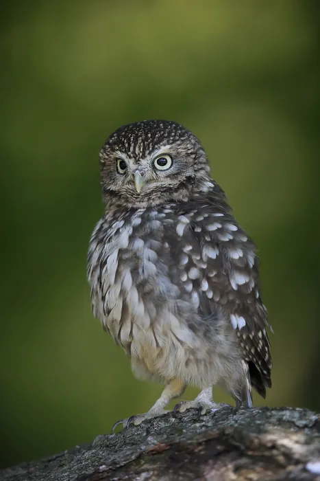 Framed Print : Pygmy Owl (Glaucidium passerinum)