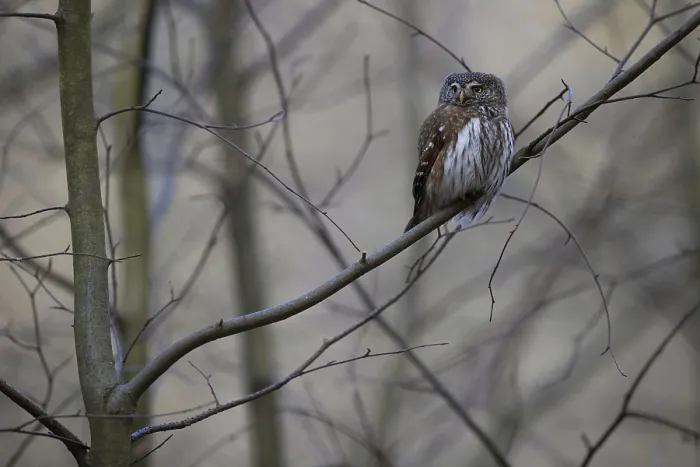 Framed Print : Pygmy Owl (Glaucidium passerinum) Framed Print : Pygmy Owl (Glaucidium passerinum)