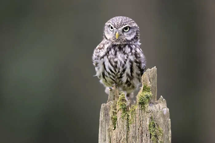 Framed Print : Pygmy Owl (Glaucidium passerinum)