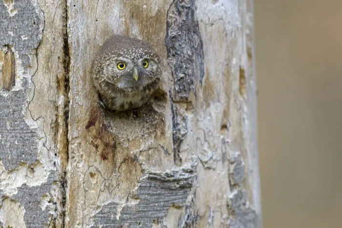 Framed Print : Pygmy Owl (Glaucidium passerinum)