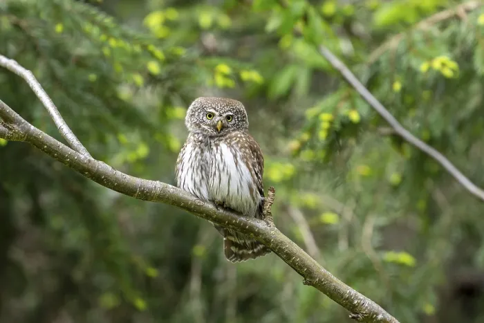 Framed Print : Pygmy Owl (Glaucidium passerinum)