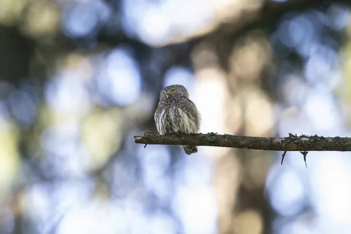 Framed Print : Pygmy Owl (Glaucidium passerinum) Framed Print : Pygmy Owl (Glaucidium passerinum)