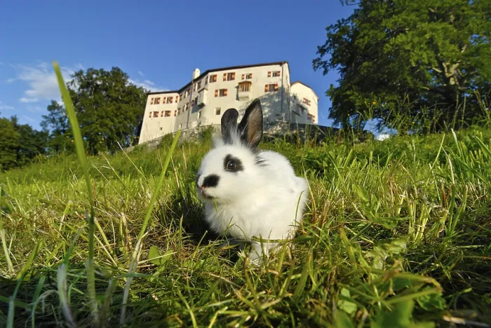 Framed Print : Pygmy Rabbit (Brachylagus idahoensis) on a green meadow in front of Schloss Friedberg castle