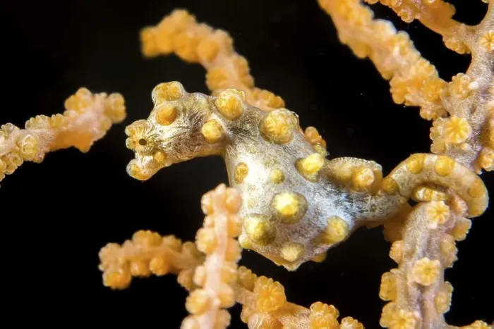 Framed Print : Pygmy seahorse (Hippocampus bargibanti)