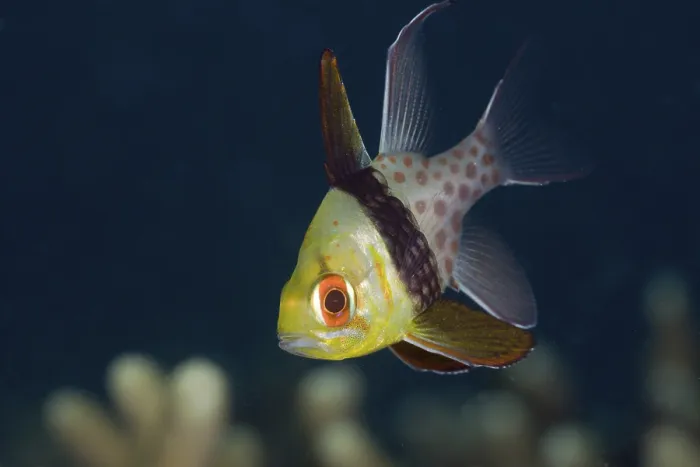 Framed Print : Pyjama Cardinalfish, Sphaeramia nematoptera