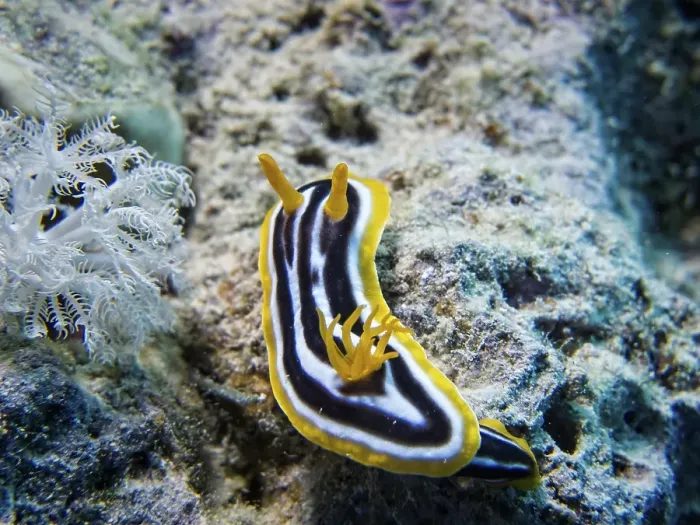 Framed Print : Pyjama Sea Slug (Chromodoris quadricolor)