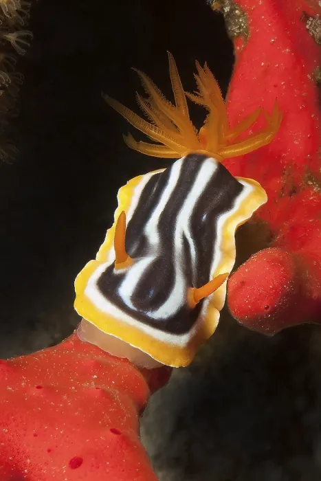 Framed Print : Pyjama star snail (Chromodoris quadricolor)