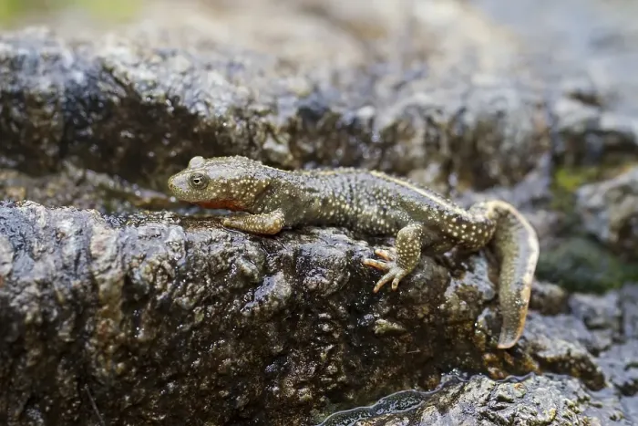 Framed Print : Pyrenean Brook Salamander or Pyrenean Newt (Calotriton asper) Framed Print : Pyrenean Brook Salamander or Pyrenean Newt (Calotriton asper)