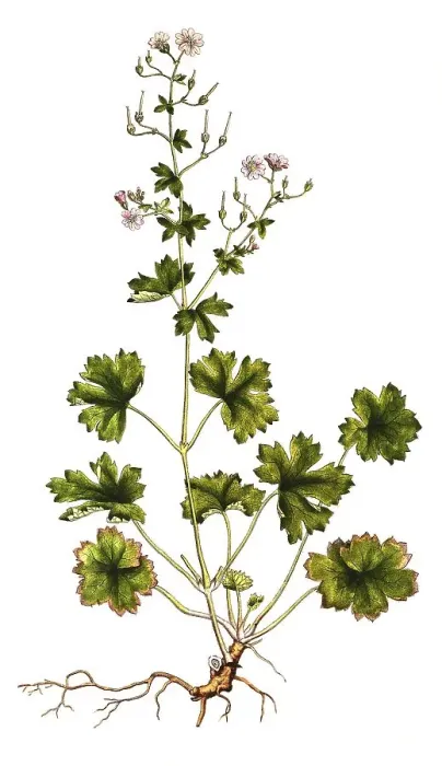 Framed Print : Pyrenean Cranesbill, Geranium pyrenaicum