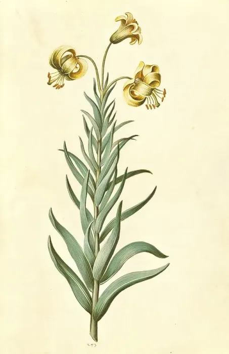 Framed Print : Pyrenean lily (Lilium pyrenaicum) Gouan Framed Print : Pyrenean lily (Lilium pyrenaicum) Gouan