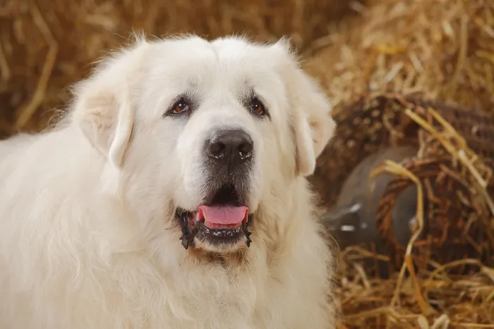 Framed Print : Pyrenean Mountain Dog, male, 9 years, old dog