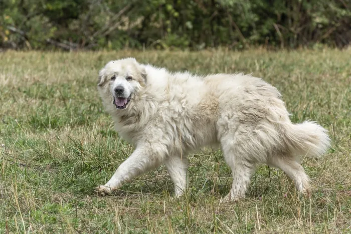 Framed Print : Pyrenean mountain dog, sheepdog used for the protection of livestock herds