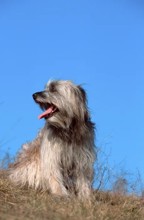 Framed Print : Pyrenean Shepherd, Berger des Pyrenees