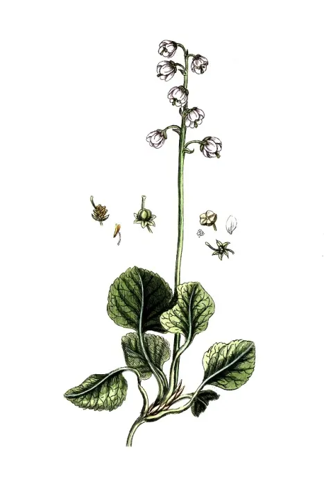 Framed Print : Pyrola rotundifolia, round-leaved wintergreen, digital reproduction of a historical original, between 1790 and 1810