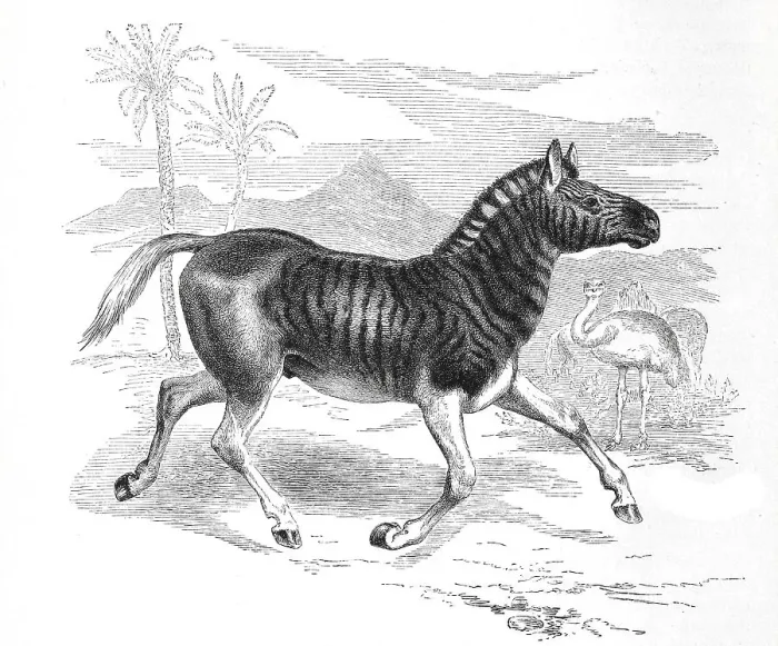 Framed Print : Quagga (Equus quagga quagga), is an extinct form of zebra
