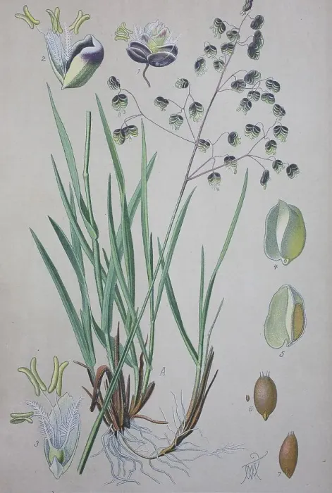 Framed Print : Quaking-grass (Briza media), historical illustration from 1885