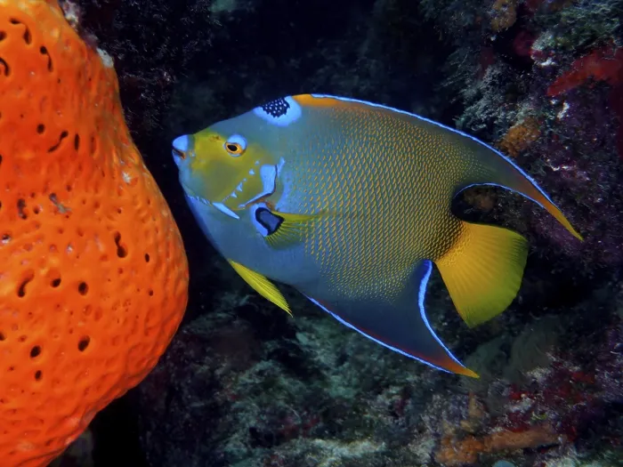 Framed Print : Queen Angelfish (Holacanthus ciliaris) Framed Print : Queen Angelfish (Holacanthus ciliaris)