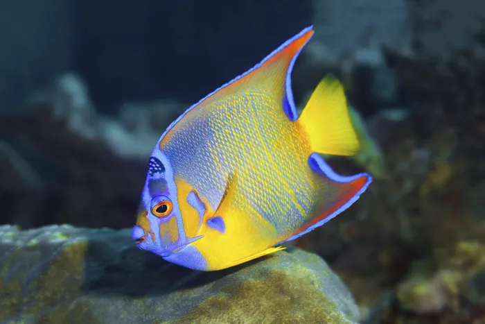 Framed Print : Queen angelfish (Holacanthus ciliaris) Framed Print : Queen angelfish (Holacanthus ciliaris)