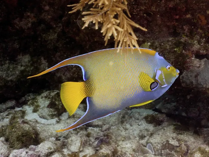 Framed Print : Queen angelfish (Holacanthus ciliaris)
