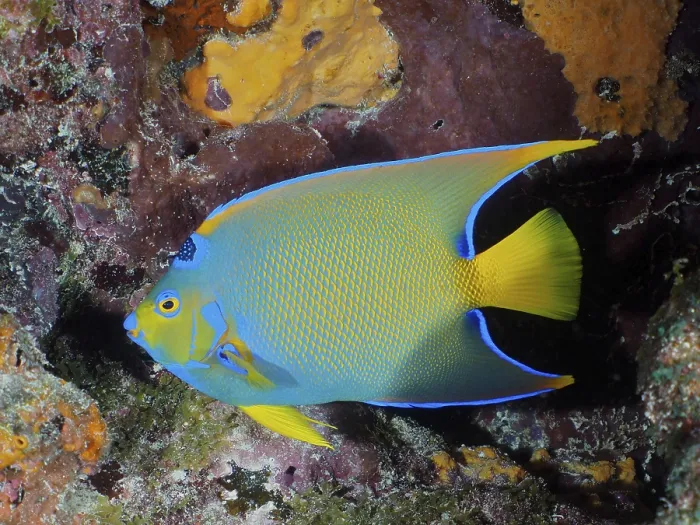 Framed Print : Queen Angelfish (Holacanthus ciliaris)