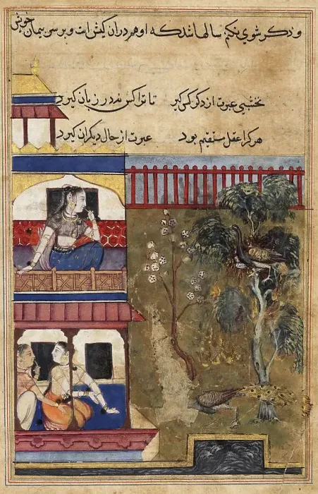 Framed Print : The Queen of Rum watches the peacock burn rather than give up its eggs as the peacock flees the nest