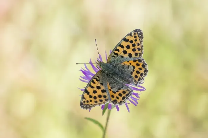 Framed Print : Queen of Spain fritillary butterfly (Issoria lathonia)