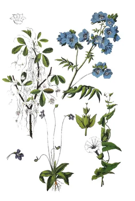 Framed Print : Quendel silk, Cuscuta epithymum (top left) Framed Print : Quendel silk, Cuscuta epithymum (top left)