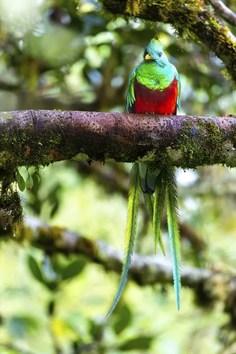 Framed Print : Quetzal (Pharomachrus mocinno)