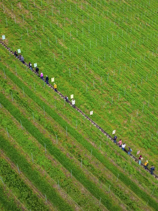 Framed Print : A queue of people walks along a well-tended vineyard Framed Print : A queue of people walks along a well-tended vineyard