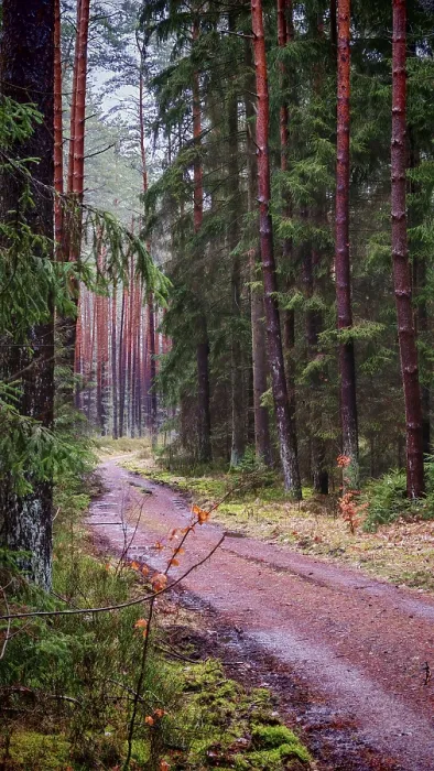 Framed Print : A quiet, damp forest path lined with tall pines (pinus)