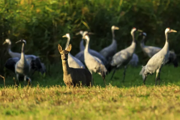 Framed Print : In a quiet evening mood, a deer stands in front of a group of cranes in a meadow Framed Print : In a quiet evening mood, a deer stands in front of a group of cranes in a meadow