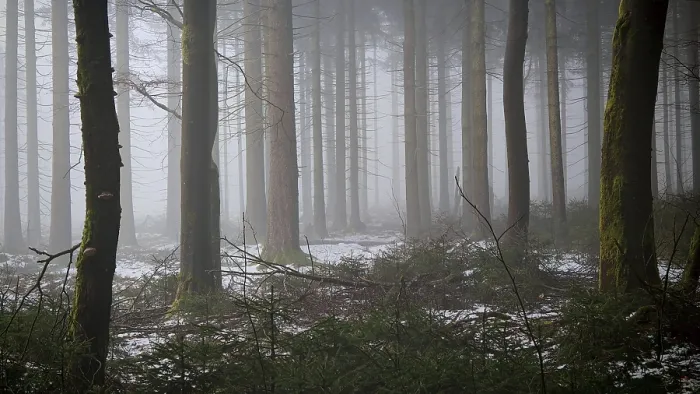 Framed Print : A quiet forest in fog that slightly covers the ground with snow Framed Print : A quiet forest in fog that slightly covers the ground with snow