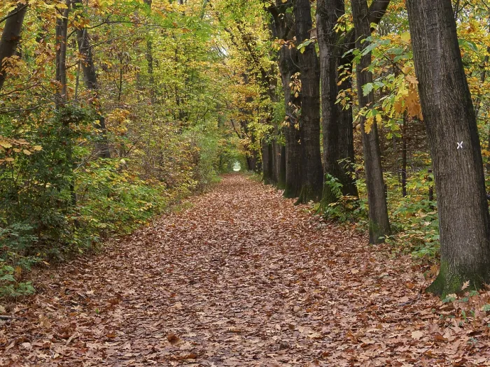 Framed Print : A quiet forest path in autumn, covered with leaves and surrounded by trees