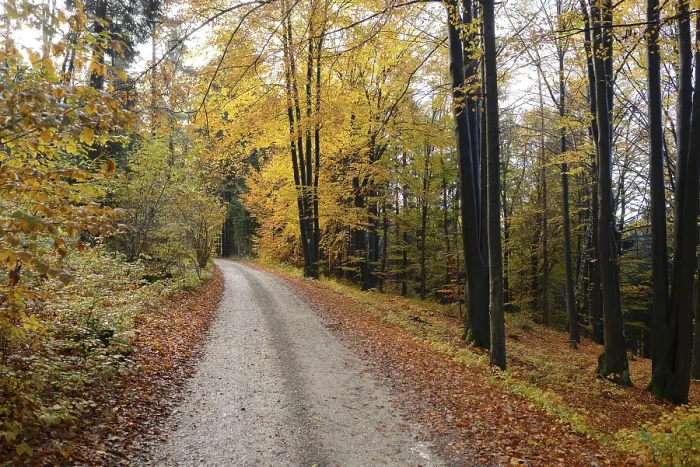 Framed Print : A quiet forest path in autumn, lined with trees and fallen leaves Framed Print : A quiet forest path in autumn, lined with trees and fallen leaves