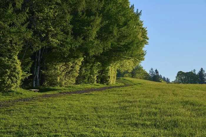 Framed Print : A quiet forest path at the edge of a meadow with dense tree cover