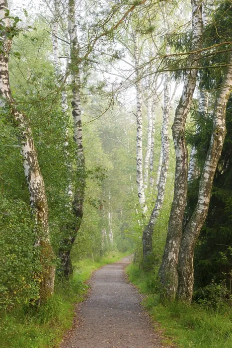 Framed Print : A quiet forest path lined with birch trees in green light