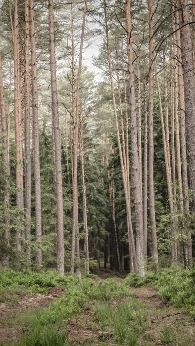 Framed Print : A quiet forest path lined with tall Framed Print : A quiet forest path lined with tall