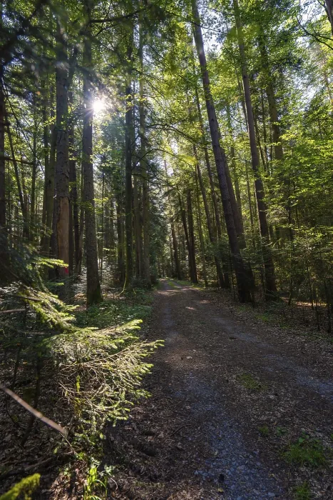 Framed Print : A quiet forest path, lined with tall trees