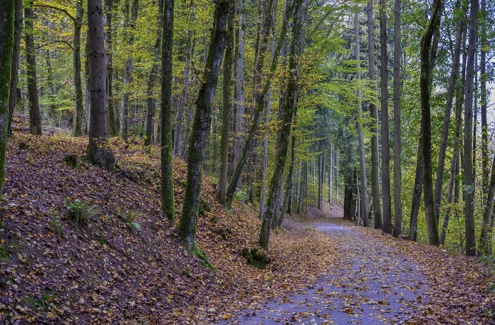 Framed Print : A quiet forest path, lined with trees and covered with autumn leaves