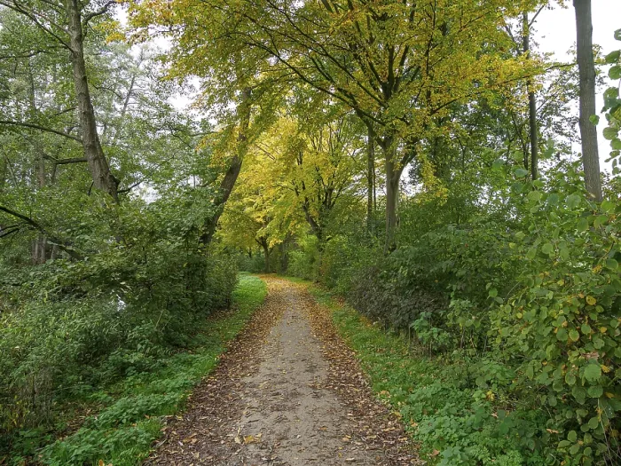 Framed Print : A quiet forest path lined with trees with golden autumn leaves Framed Print : A quiet forest path lined with trees with golden autumn leaves