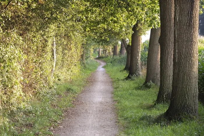 Framed Print : A quiet forest path lined with trees in the soft sunlight Framed Print : A quiet forest path lined with trees in the soft sunlight