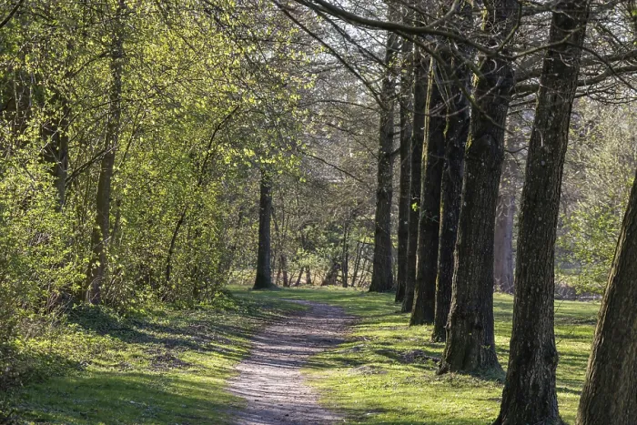 Framed Print : A quiet forest path in the sunshine Framed Print : A quiet forest path in the sunshine