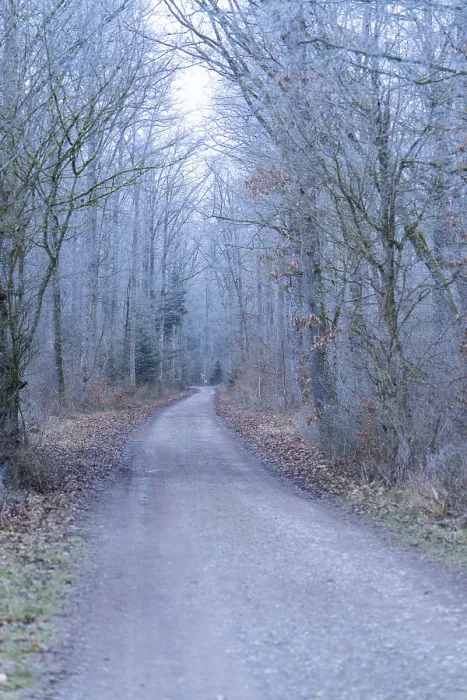 Framed Print : A quiet forest path surrounded by bare trees in a cool winter atmosphere