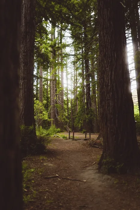 Framed Print : A quiet forest path surrounded by tall trees with rays of light
