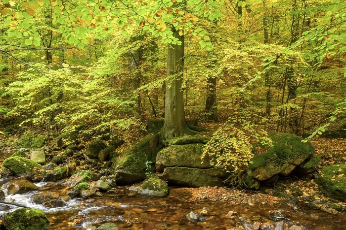 Framed Print : A quiet forest with a small stream and trees full of autumn leaves on the Ilse River Framed Print : A quiet forest with a small stream and trees full of autumn leaves on the Ilse River