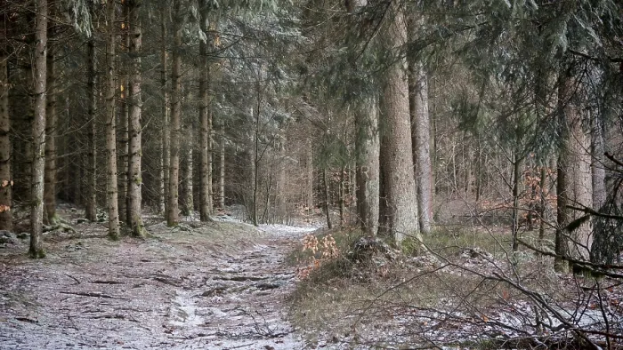 Framed Print : Quiet forest trail in a snowy forest