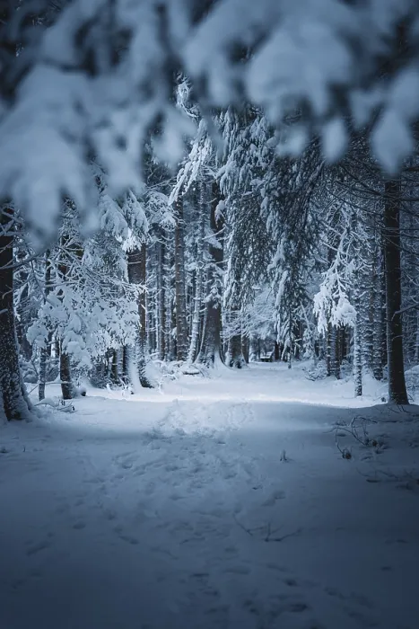 Framed Print : A quiet path covered with snow leads through a forest Framed Print : A quiet path covered with snow leads through a forest