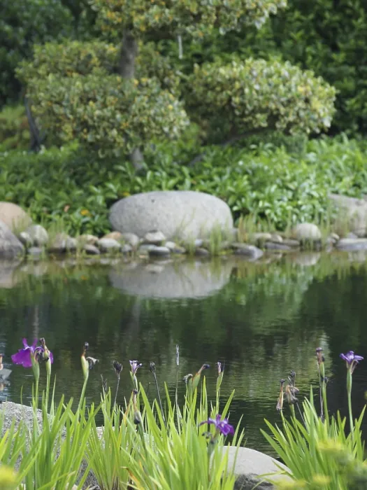 Framed Print : Quiet pond with flowers and trees