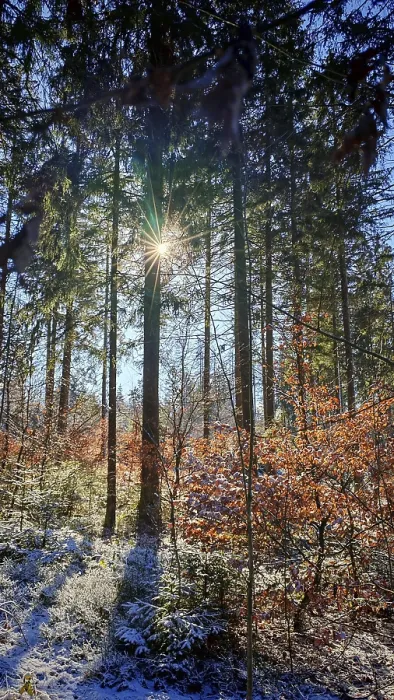 Framed Print : Quiet snowy forest with sunbeams through trees (picea) Framed Print : Quiet snowy forest with sunbeams through trees (picea)